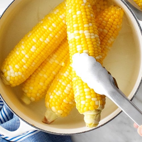 نکات تغذیه ای ذرت