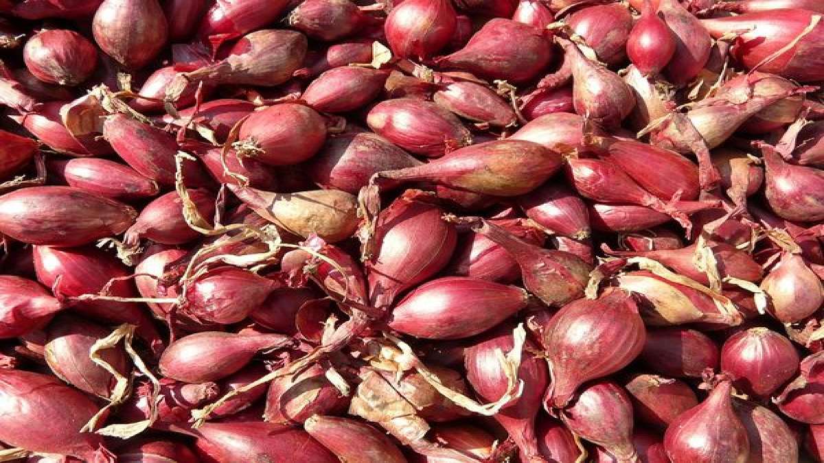 نکات درمانی موسیر
