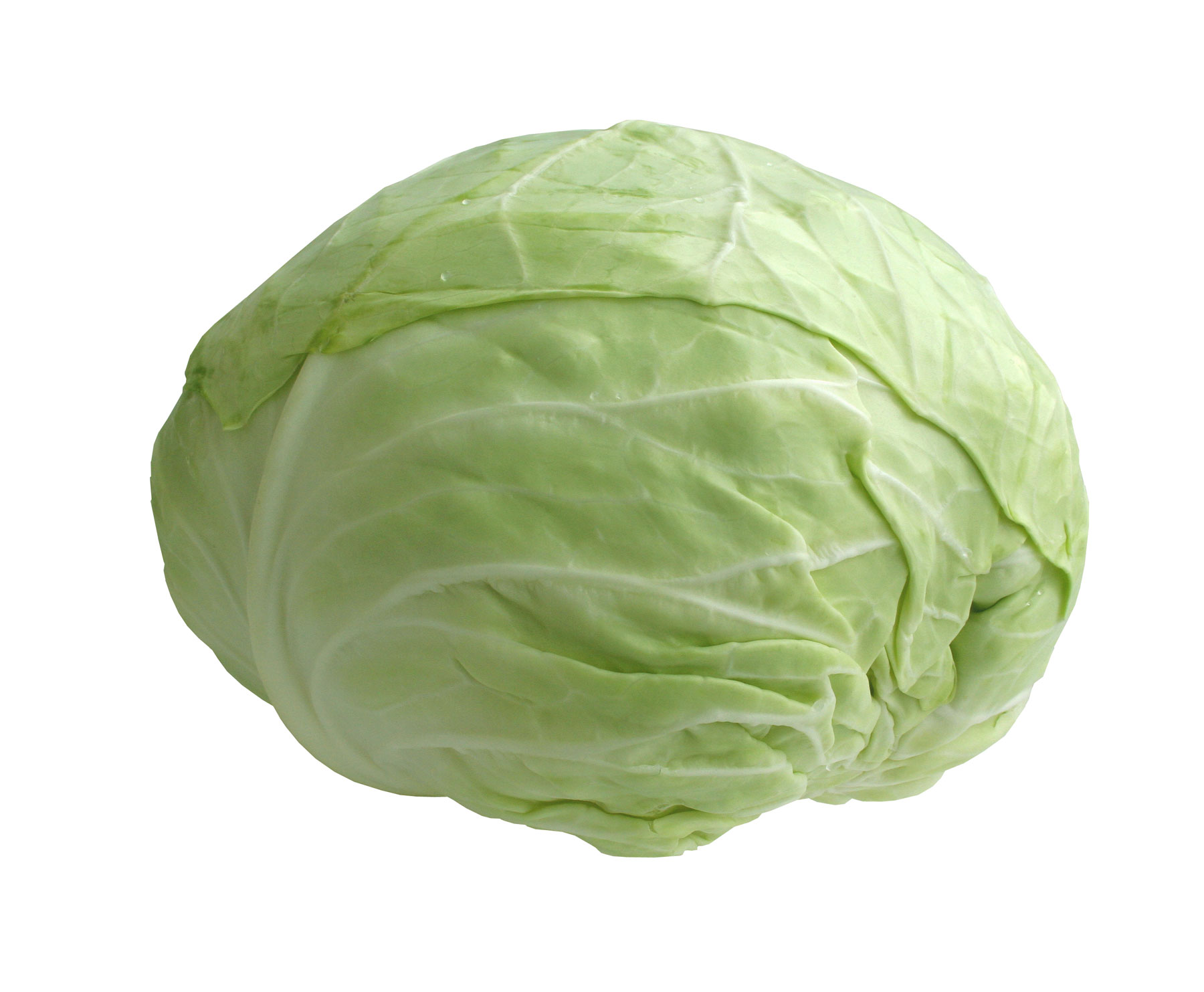 خواص کلم سفید در طب سنتی (3 خاصیت شگفت انگیز)