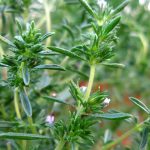 خواص مرزه برای سرفه (3 خاصیت شگفت انگیز)