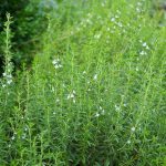 خواص مرزه برای قاعدگی (5 خاصیت شگفت انگیز)
