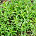 خواص مرزه در بارداری (6 خاصیت شگفت انگیز)