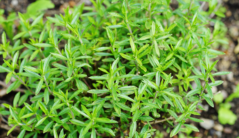 خواص مرزه در بارداری (6 خاصیت شگفت انگیز)