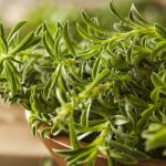 خواص مرزه بر دیابت (3 خاصیت شگفت انگیز)